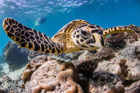 Life On Ningaloo Swimming Tour In Exmouth - New South Wales Tourism  1