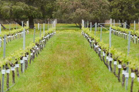 Organic Vineyard/Farm Tour - New South Wales Tourism  4