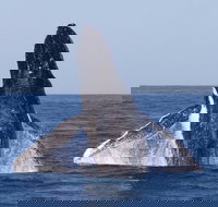 Full-Day Whale Watching Snorkeling and Swimming at Coral Bay - New South Wales Tourism 