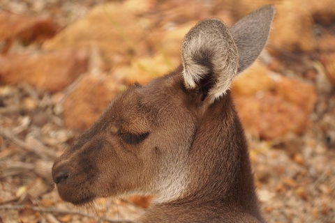 Australian Animals, Seascape And Sunset Photography Tour - New South Wales Tourism  3