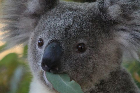 Australian Animals, Seascape And Sunset Photography Tour - New South Wales Tourism  2