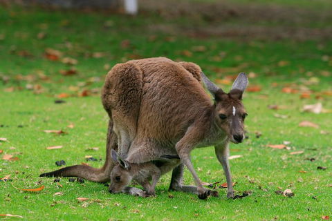 Australian Animals, Seascape And Sunset Photography Tour - New South Wales Tourism  1