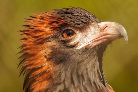 Australian Animals, Seascape And Sunset Photography Tour - New South Wales Tourism  5