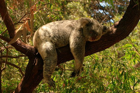 Australian Animals, Seascape And Sunset Photography Tour - New South Wales Tourism  6