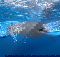 Whale Shark Adventure Tour - New South Wales Tourism 