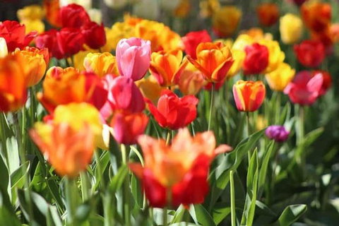 Botanical Gardens, Winery And Scenic Full Day Tour - New South Wales Tourism  1