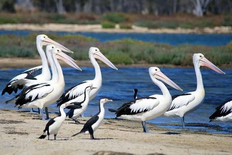 Romance Cruise + Scenic Tour + Beer Tasting + 3 Course Lunch + Hamper - New South Wales Tourism  5