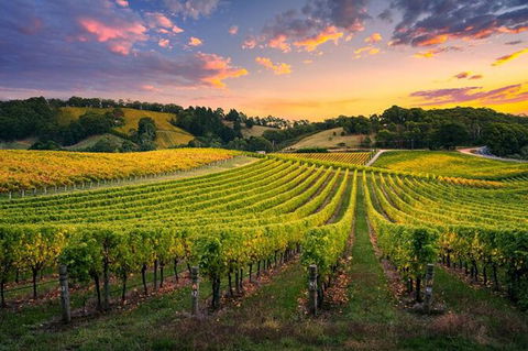 Swan Valley Sunset Wine Tour - Premium Small Group Tour - New South Wales Tourism  0