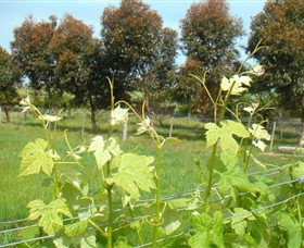 Irrewarra VIC New South Wales Tourism 