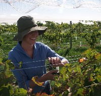 Kingsdale Wines - New South Wales Tourism 
