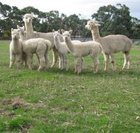 Blackgate Lodge Alpaca Stud - New South Wales Tourism 