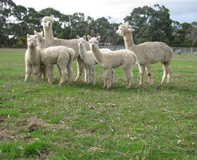 Blackgate Lodge Alpaca Stud - New South Wales Tourism  0