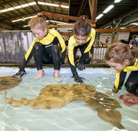 Australian Shark and Ray Centre - New South Wales Tourism 