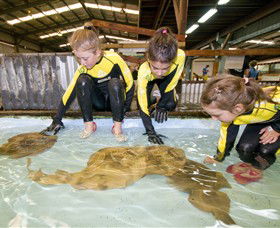 Australian Shark And Ray Centre - New South Wales Tourism  0