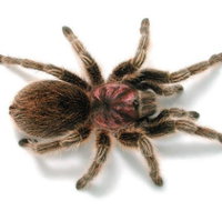 Melbourne Museum - New South Wales Tourism 