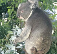 Whiteman Park - New South Wales Tourism 