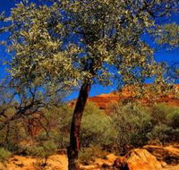 Mt Romance Australia Pty Ltd - New South Wales Tourism 