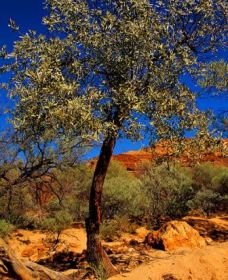 Mt Romance Australia Pty Ltd - New South Wales Tourism  0