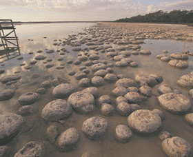 Lake Clifton Thrombolites - New South Wales Tourism  0