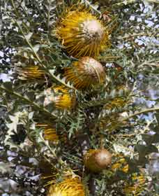 Dumberning WA New South Wales Tourism 