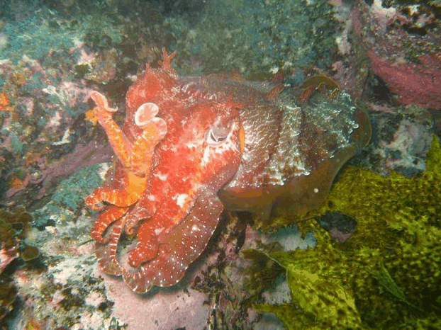 Jervis Bay Dive Charters - New South Wales Tourism 