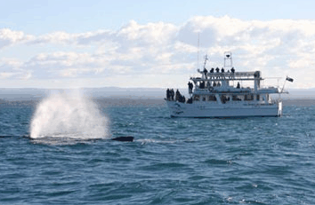 Dolphin Watch Cruises - New South Wales Tourism 