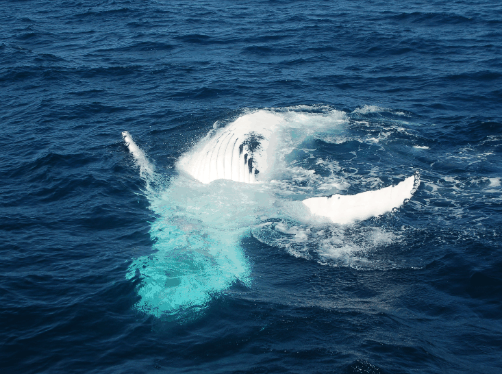 Dolphin Wild Cruises - New South Wales Tourism 