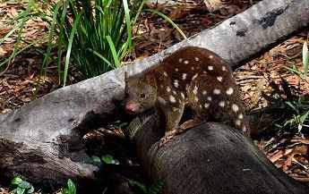 Hartley's Crocodile Adventures - New South Wales Tourism  3