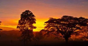 Ingan Tours - Spirit Of The Rainforest Tour - New South Wales Tourism  3