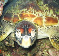 Adrenalin Snorkel and Dive - New South Wales Tourism 