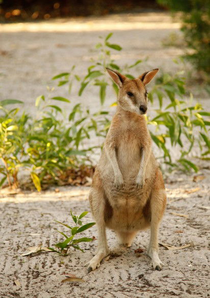 An Island Hideaway - New South Wales Tourism  4