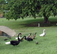 Anzac Park and Ululah Lagoon - New South Wales Tourism 