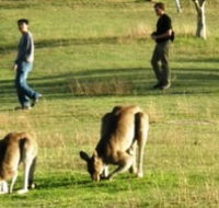 Araucaria Ecotours - New South Wales Tourism 