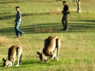 Araucaria Ecotours - New South Wales Tourism  0