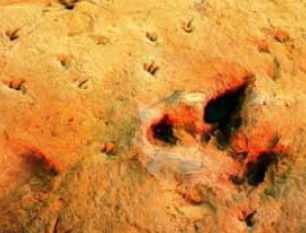 Australia's Dinosaur Trail - New South Wales Tourism  2