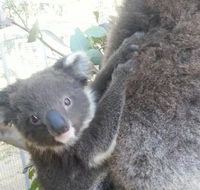 West Oz Wildlife Petting Zoos - New South Wales Tourism 