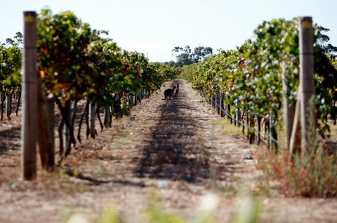 Evans & Tate - New South Wales Tourism  2