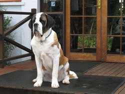 Mt Tamborine QLD New South Wales Tourism 