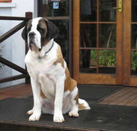 St Bernards Hotel - New South Wales Tourism 
