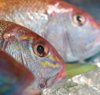 Coro Hotel - Lure Seafood Restaurant - New South Wales Tourism 