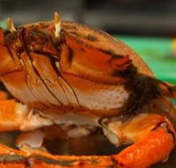 River Cottage Restaurant - New South Wales Tourism 