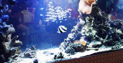 Cicerellos - New South Wales Tourism  3