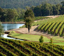 Brookhampton Estate Vineyard - New South Wales Tourism  0