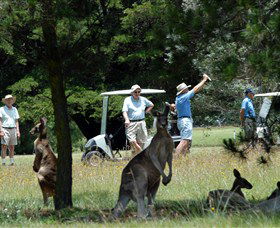 Bald Nob NSW New South Wales Tourism 