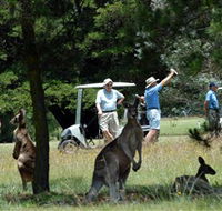 Glen Innes Golf Club - New South Wales Tourism 