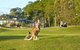 Sanctuary Cove Golf And Country Club - thumb 0