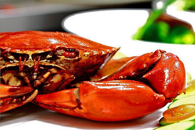 Newquay International Buffet - New South Wales Tourism  0