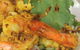 Cumin - thumb 2