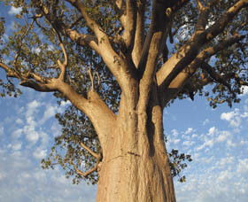 Kununurra WA New South Wales Tourism 