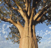 The Kimberley Grande - New South Wales Tourism 